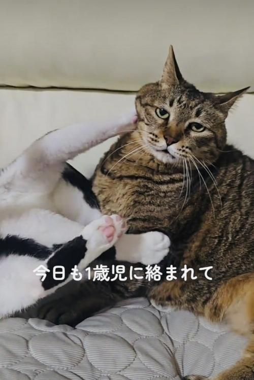 キジトラ猫にじゃれつくハチワレ猫