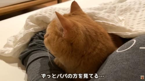 テロップ「ずっとパパのほうを見てる…」
