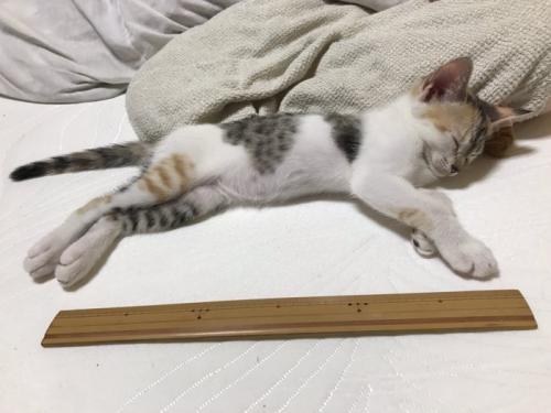 寝ている子猫