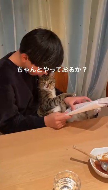 男の子の膝に座ってくつろぐ猫
