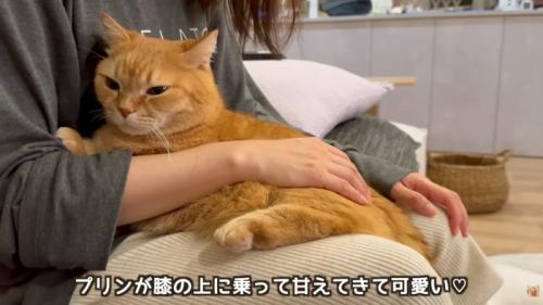 テロップ「プリンが膝の上に～」