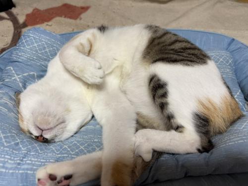 寝ている猫
