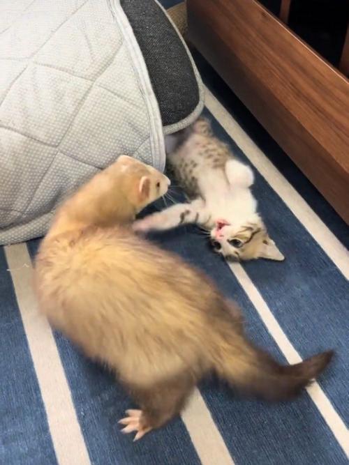 フェレットと遊ぶ子猫