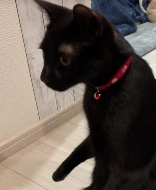 目を見開く猫
