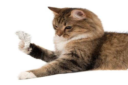 チョコレートの包み紙を手に持つ猫