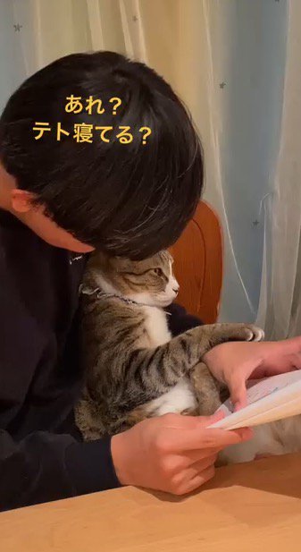 眠っている猫の顔をのぞき込む男の子