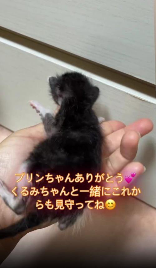 手の中の子猫