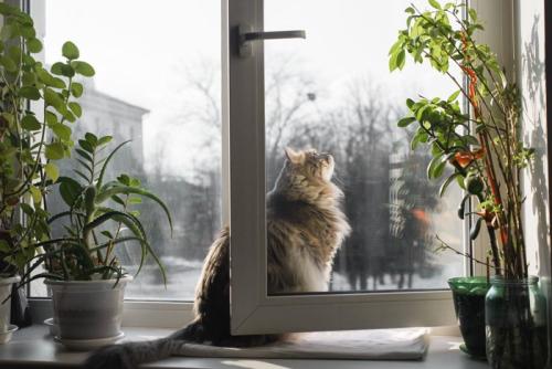 開いた窓から外を見る猫