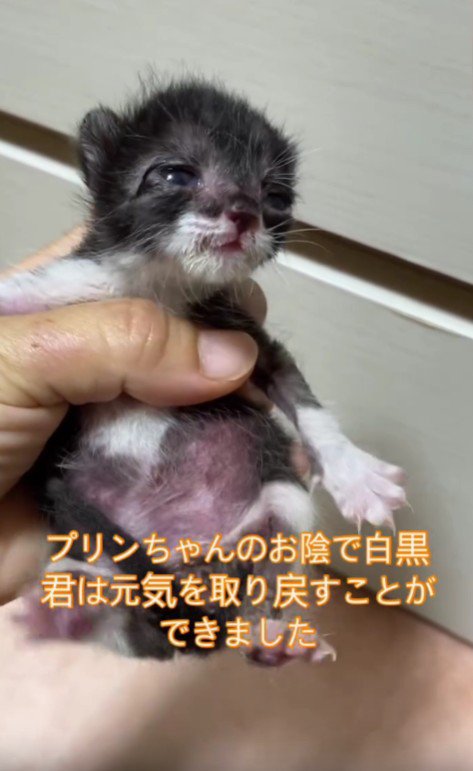 手の中の子猫