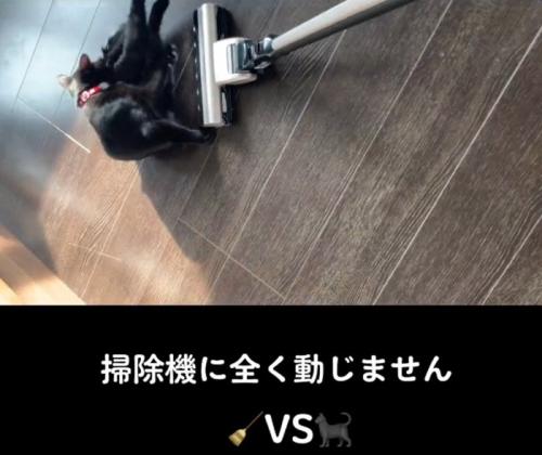 掃除機の前で寝転がる猫