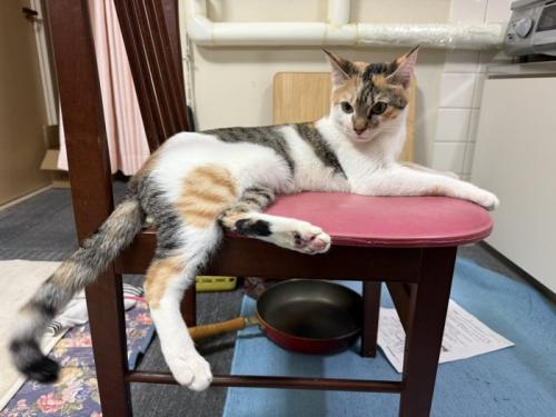 椅子に乗る猫