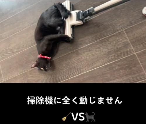 楽しそうな猫