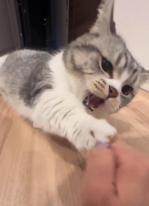 口を開いて、女性の指に前足を伸ばす猫