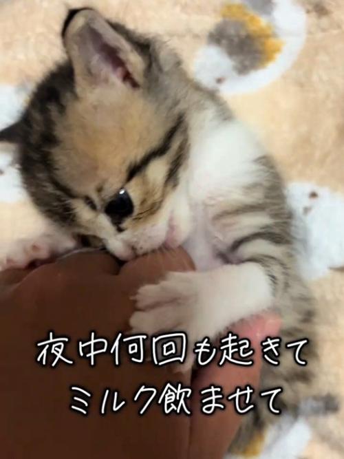 人の手にじゃれる子猫