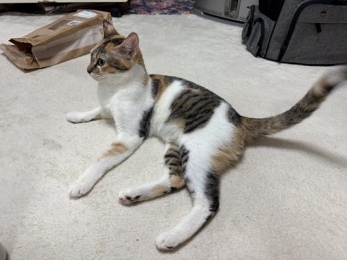 横になる猫