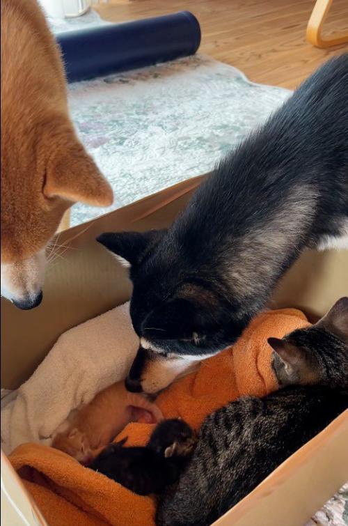 子猫を見守る犬と猫