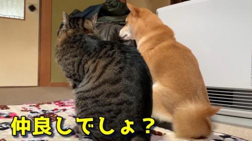 仲良しでしょ？