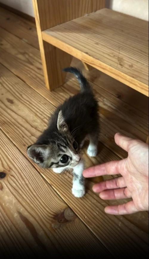 指の匂いを嗅ぐ子猫