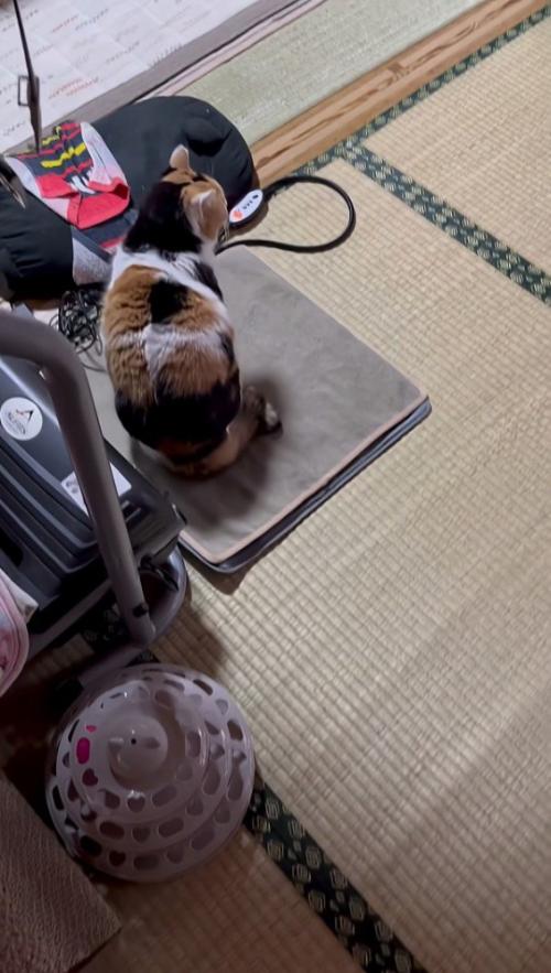 ホカペの上のミケちゃん