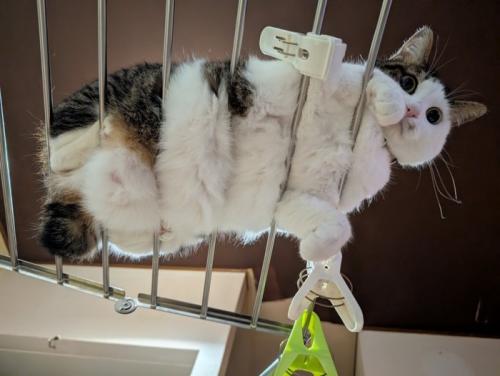 物干しスタンドの上で休む猫