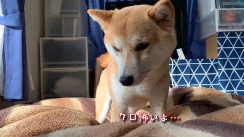 クロ怖いよ…