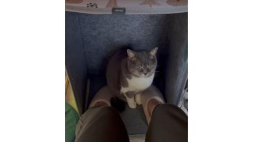 パネルヒーターにいる猫