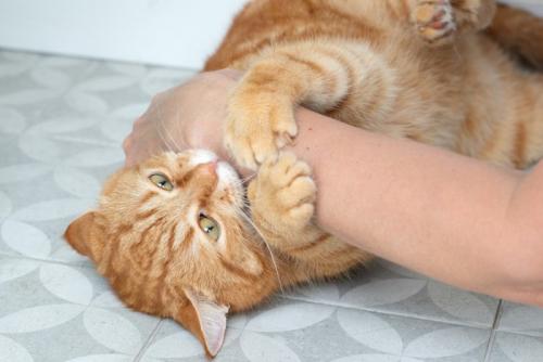 飼い主の腕を抱えて噛む猫