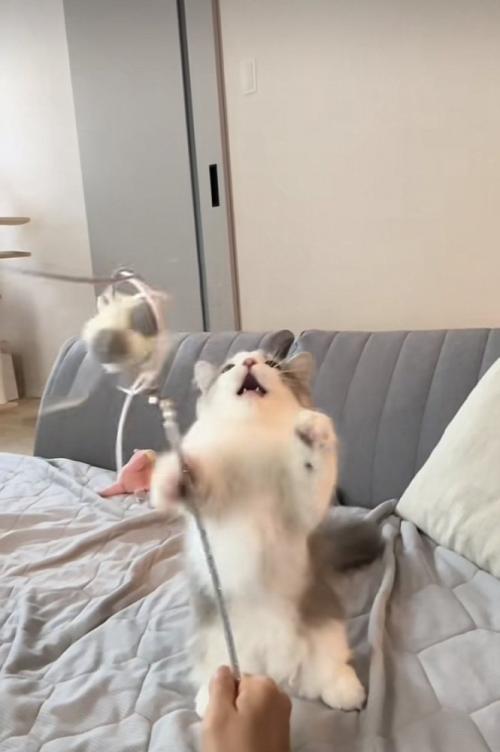 猫じゃらしで遊ぶミヌエット