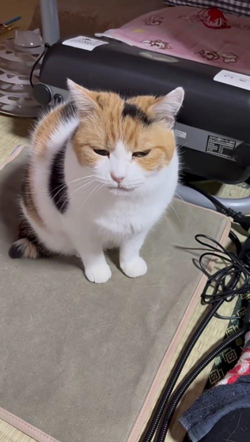 暖かそうな表情のミケちゃん