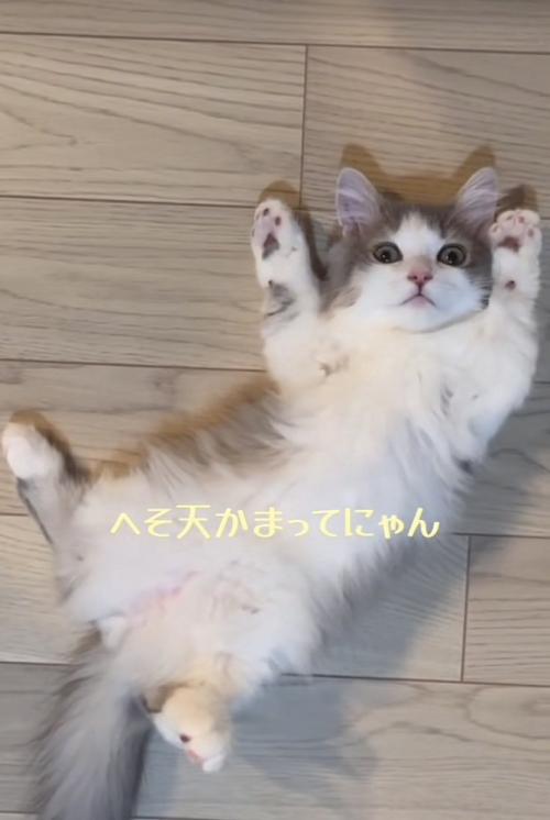 仰向けに寝転がるミヌエット