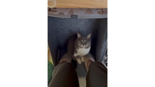 パネルヒーターにいる猫