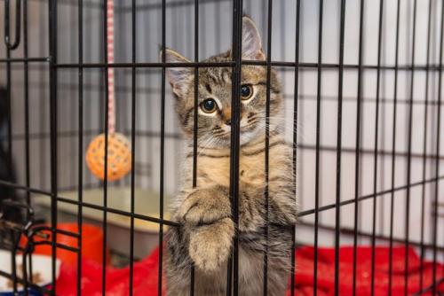 ケージの柵で手を交差する猫