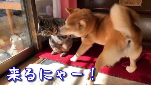 来るにゃー！