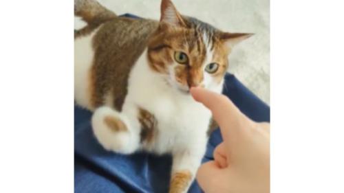 遊んでいる猫