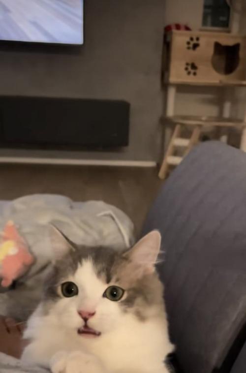 猫じゃらしで遊ぶミヌエット