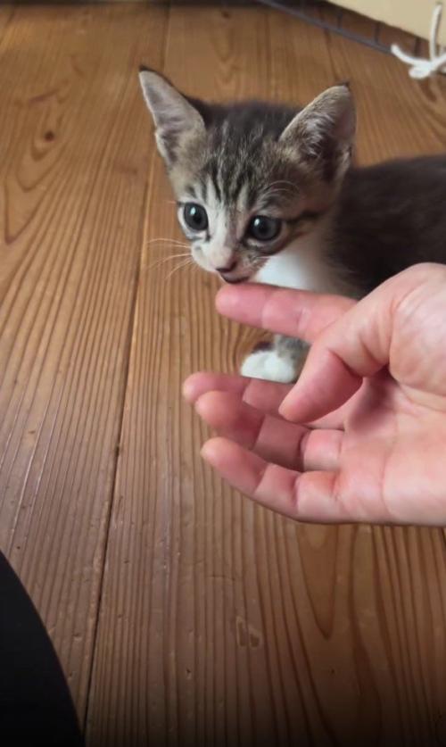 指の匂いを嗅ぐ子猫