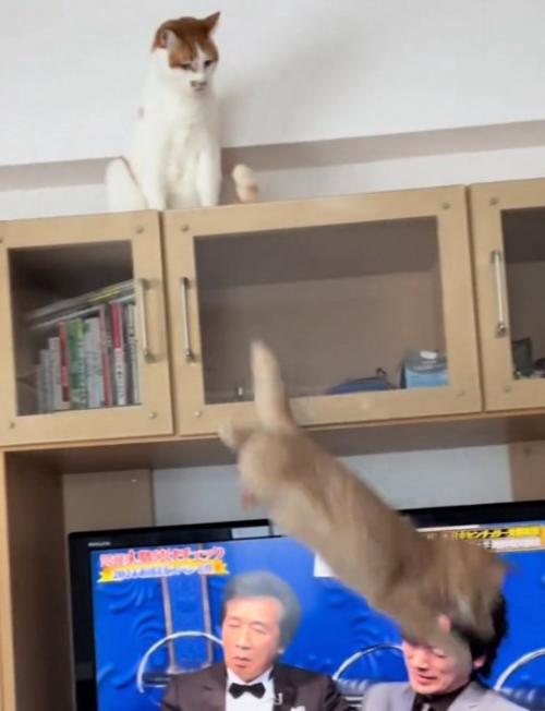 高みの見物をする茶白猫