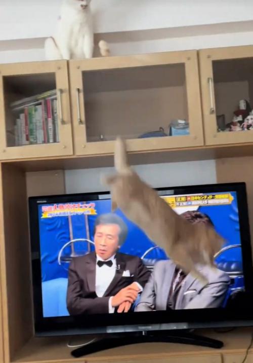 落ちる茶トラ猫