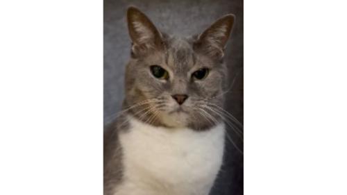 パネルヒーターにいる猫