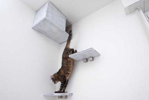 ジャンプする猫