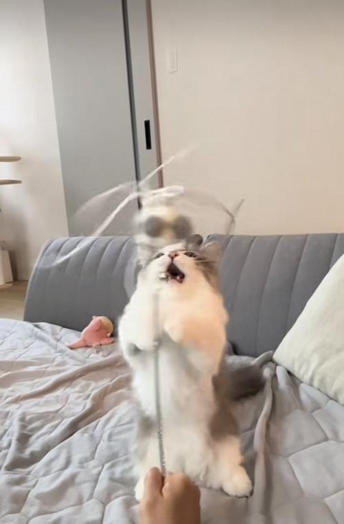 猫じゃらしで遊ぶミヌエット