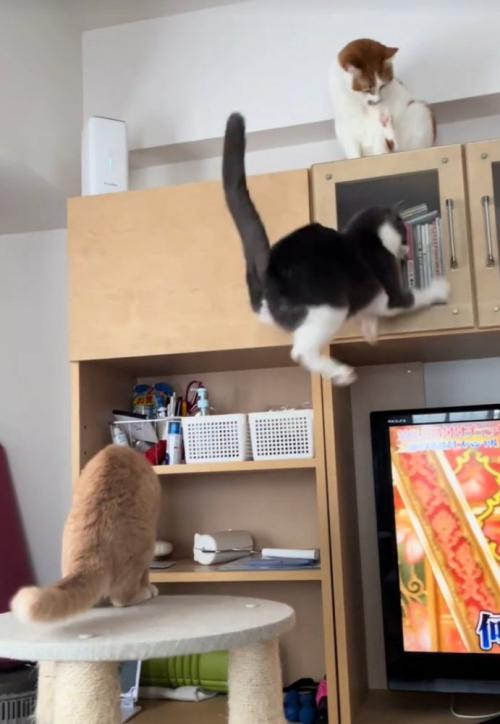 棚に突撃するグレー白猫