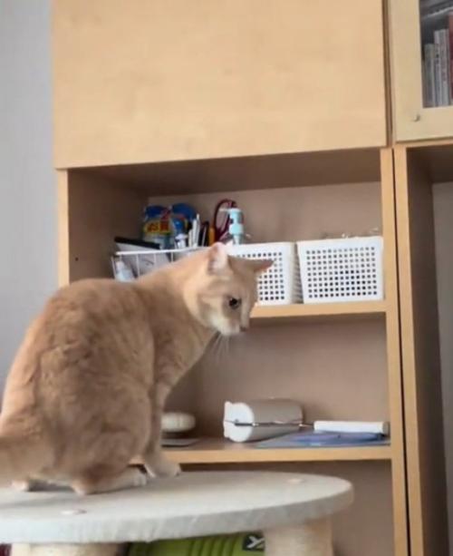 落ちた猫を見る茶トラ猫