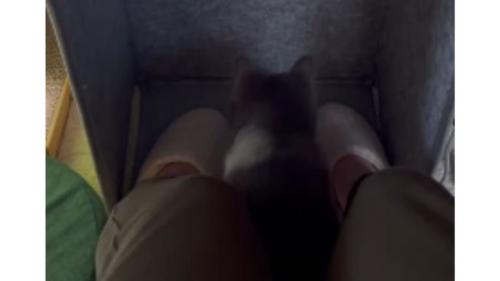 パネルヒーターにいる猫