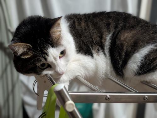 物干しスタンドの上で休む猫