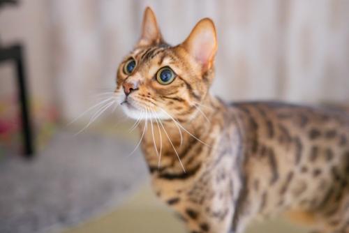 見つめる猫(ベンガルキャット)