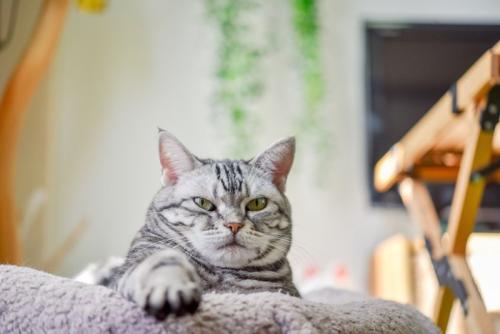 目線だけ動かす猫