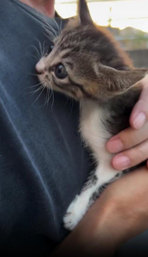 捕獲された子猫