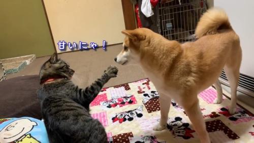 甘いにゃ！