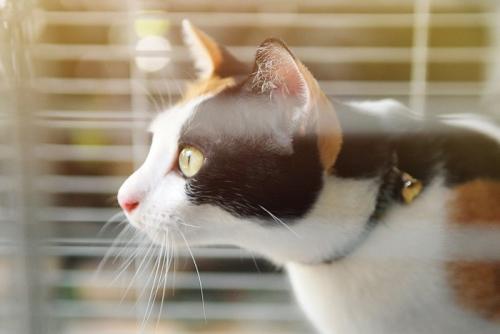 ケージの三毛猫